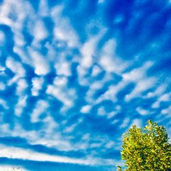 Low angle view of flowering plant against blue sky