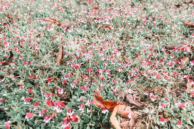 Close-up of red flowering plants on field