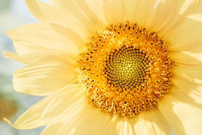 Close-up of sunflower