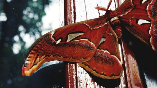 Close-up of an animal representation