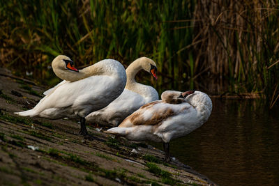 Swan in a lake