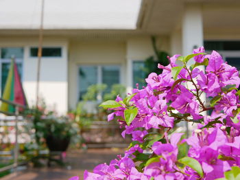 Selective focus of outdoor pink bougainvillea flowers planted outside to decorate a house