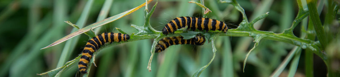 Close-up of insect on plant
