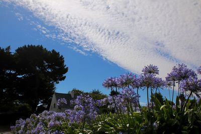 Close-up of flower trees against sky