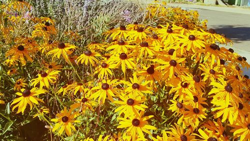 Close-up of sunflower blooming in field