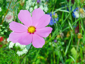 Close-up of pink cosmos flower