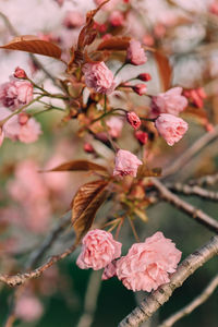 Close-up of pink cherry blossoms in spring