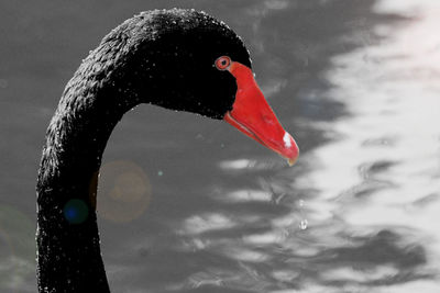 Close-up of swan swimming in lake