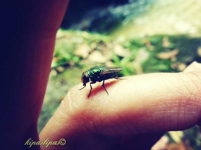 person, animal themes, one animal, animals in the wild, human finger, holding, part of, wildlife, cropped, unrecognizable person, insect, personal perspective, focus on foreground, close-up, lifestyles, leisure activity, men