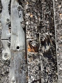 Full frame shot of tree trunk