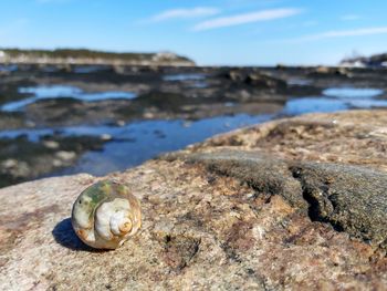 Close-up of shell on rock