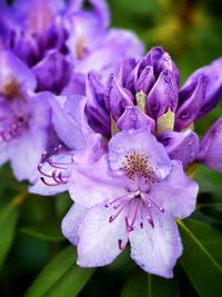 Close-up of purple flowers blooming