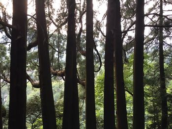 View of trees in forest