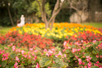 Close-up of pink flowers blooming in park