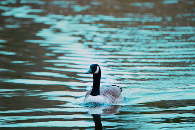 Close-up of goose swimming in lake