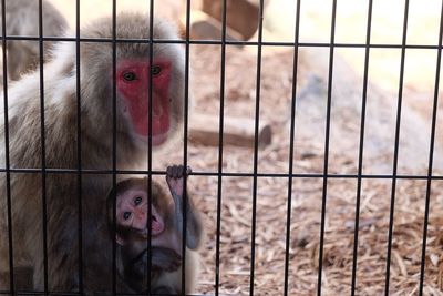 Close-up of monkey in cage