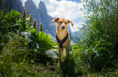 Dog standing in meadow in front of mountains