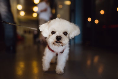 Portrait of cute dog