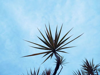 Low angle view of coconut palm tree against sky