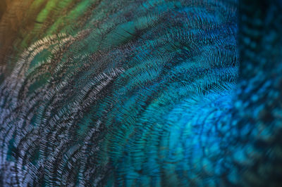 Full frame shot of peacock