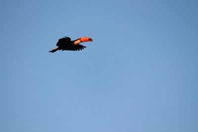 Low angle view of a bird flying