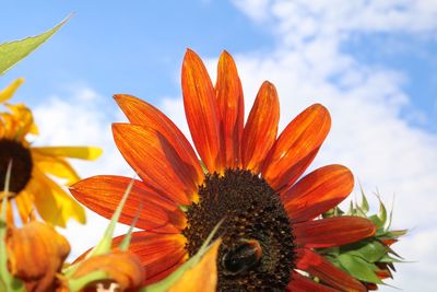 Close-up of flower against clear sky