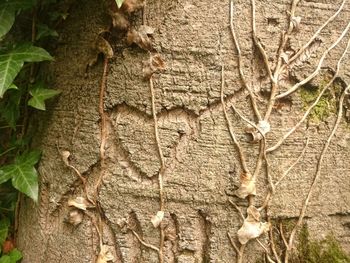 Close-up of tree trunk