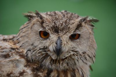 Close-up portrait of owl against green background