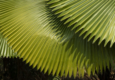 Close-up of palm leaves