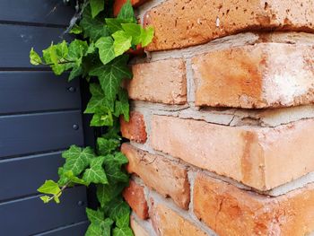 Close-up of fresh green leaves against wall