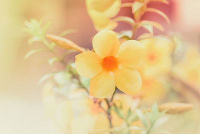 Close-up of yellow flowering plant