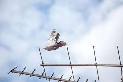 Low angle view of bird flying against sky