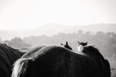 Rear view of horses against sky
