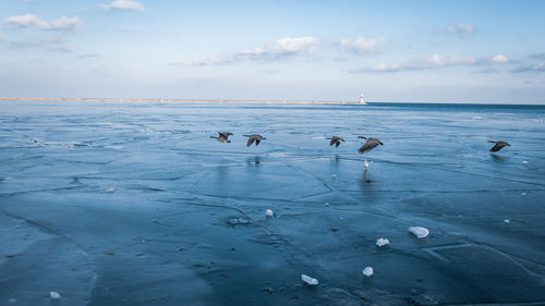 View of seagulls on frozen sea against sky