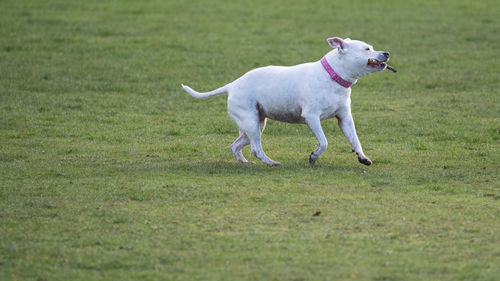 Dog on field