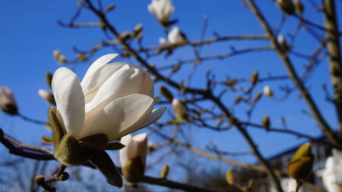 Close-up of white flowering plant against sky