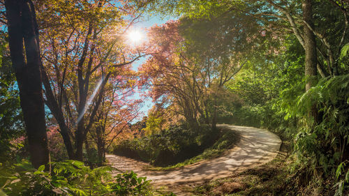 Road amidst trees in forest during autumn