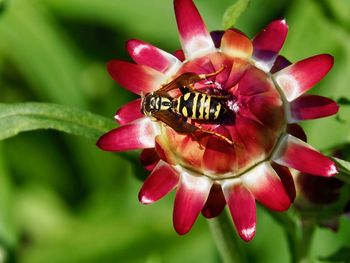 Close-up of insect on red flower