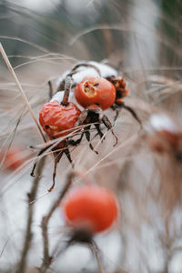 Close-up of ladybug