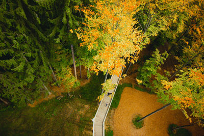 Road amidst trees in forest during autumn