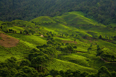 Scenic view of green landscape
