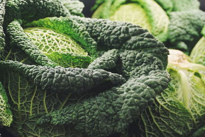 Close-up of savoy cabbage