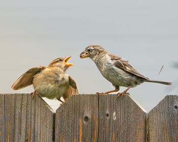 bird