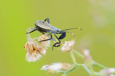 Close-up of insect on plant