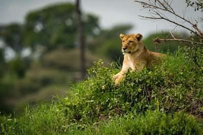Lion sitting amidst plants in forest