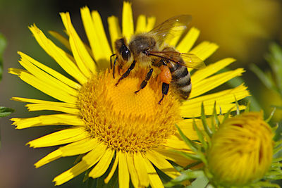 Close-up of bee pollinating on yellow flower