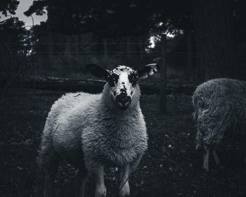 Portrait of sheep standing on field