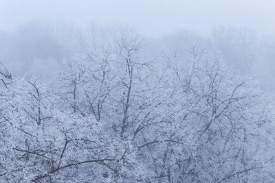 Snow covered bare trees on land