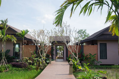 Footpath by palm trees and houses against sky