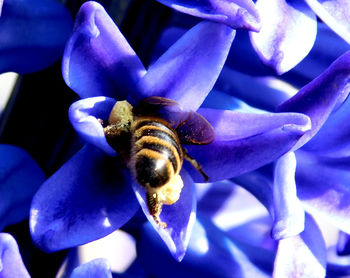 Close-up of bee pollinating on purple flower